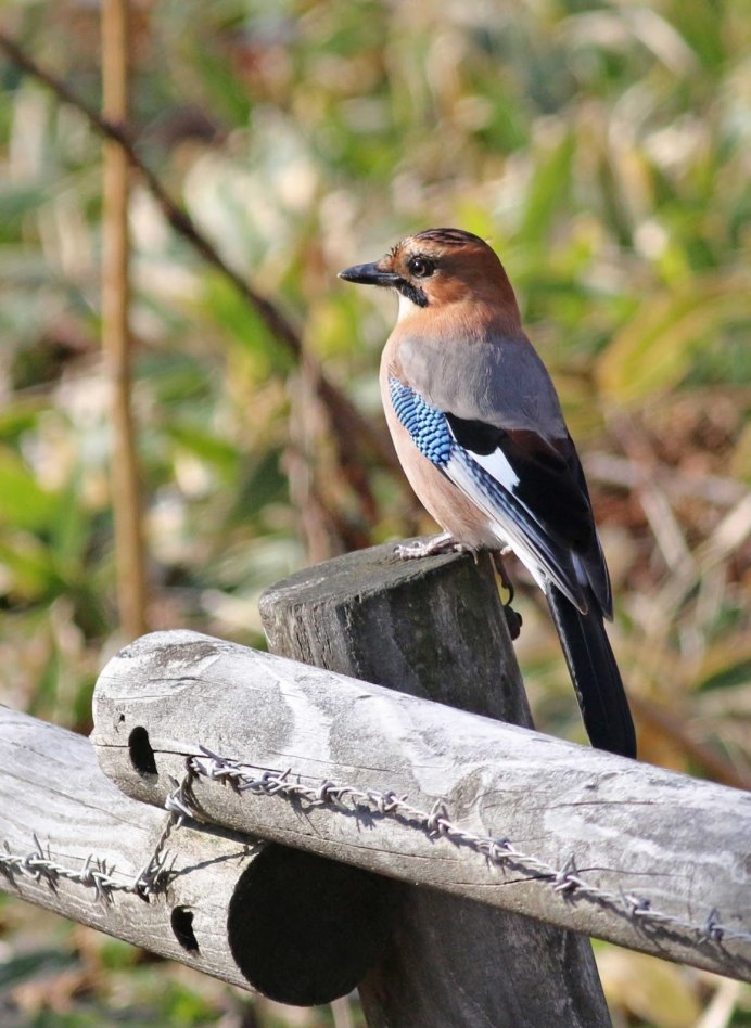 Сойка Перелетная