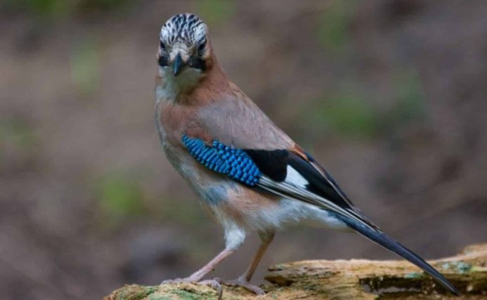 Серая птица с голубым хвостом