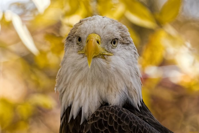 Скопа Соколообразные