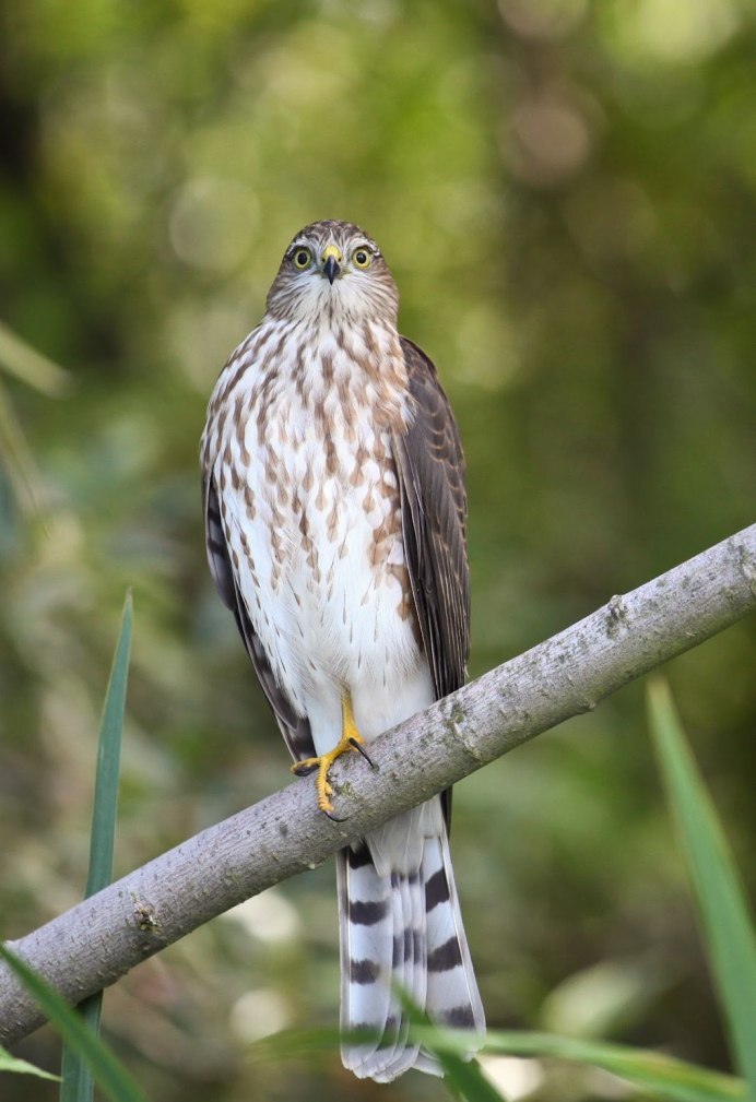 Бурый ястреб