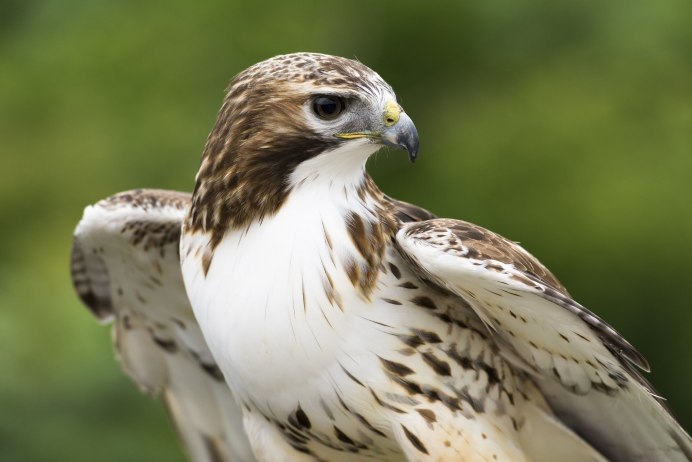 Коршун тетеревятник