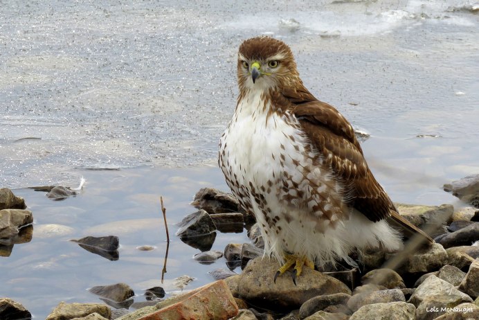 Red tailed Hawk (ястреб)