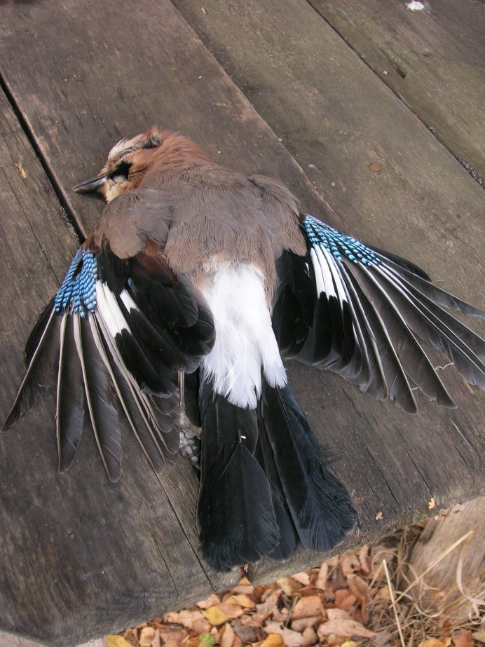 Ястреб пустельга