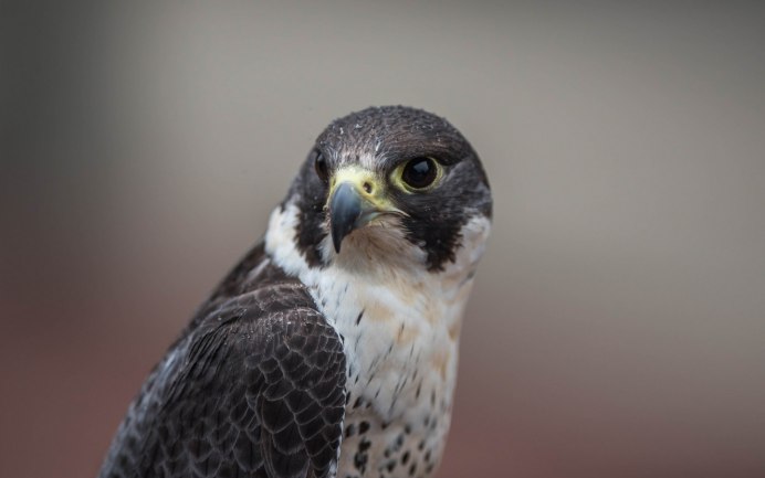 Орёл-карлик Hieraaetus pennatus