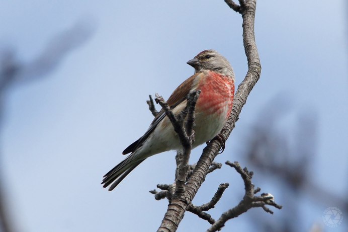 Птица с белой грудкой
