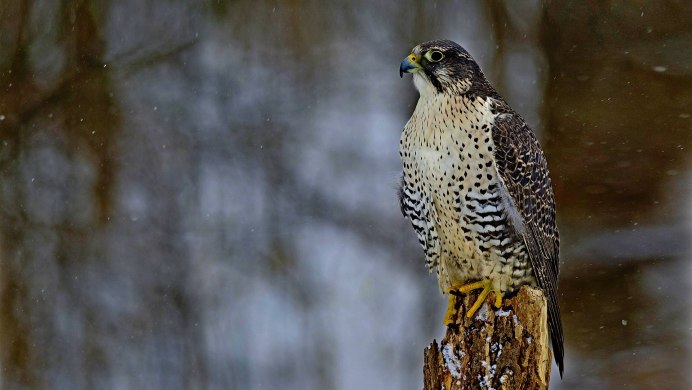 Хищные птицы пятнистые