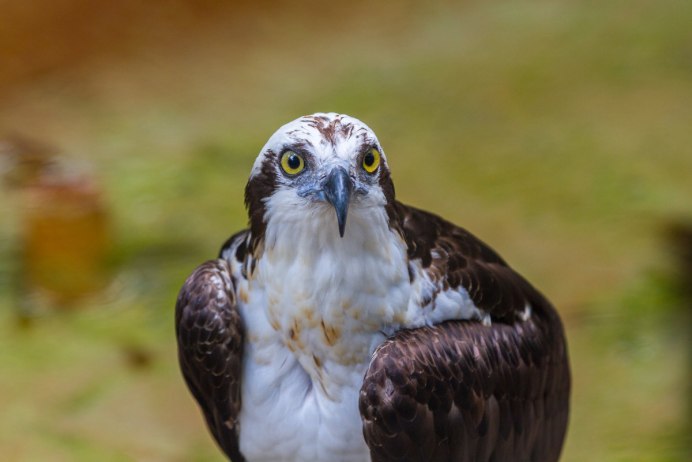 Хищная птица с белой грудкой