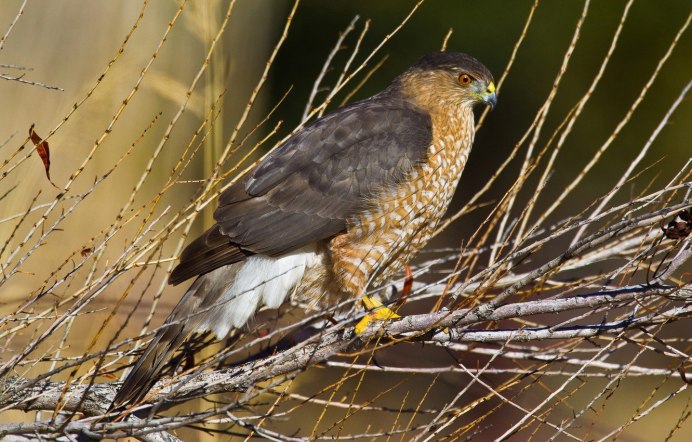 Черноспинный ястреб