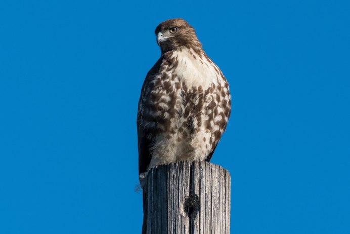 Дрозд Бикнелла
