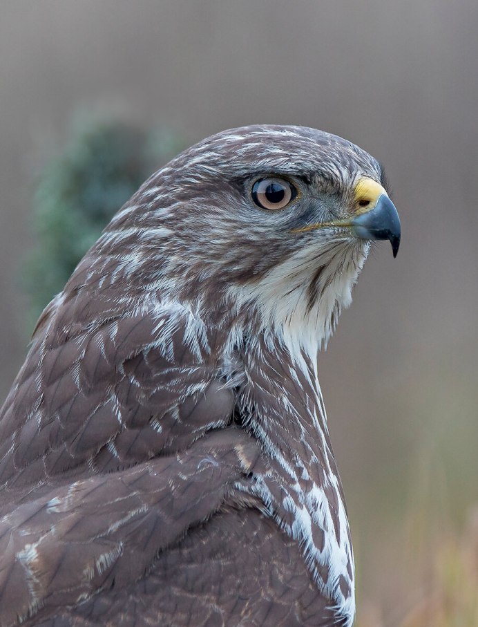 Птица ястреб перепелятник