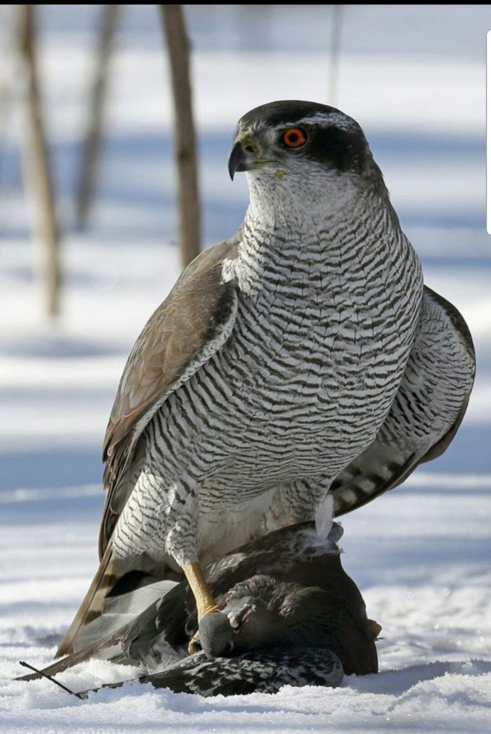 Беркут Скопа