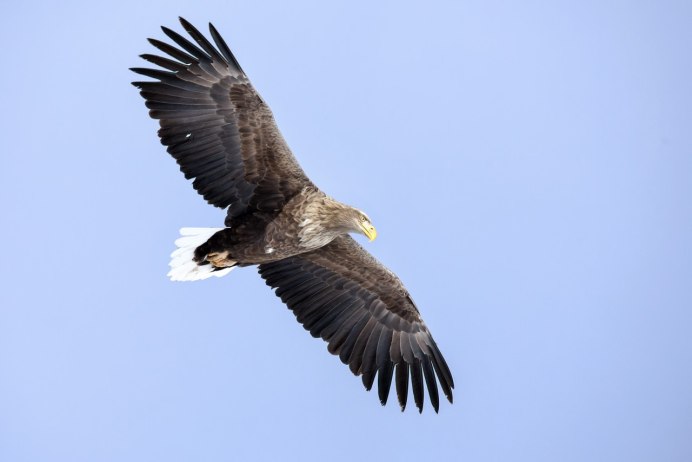 Ястреб-тетеревятник зимой