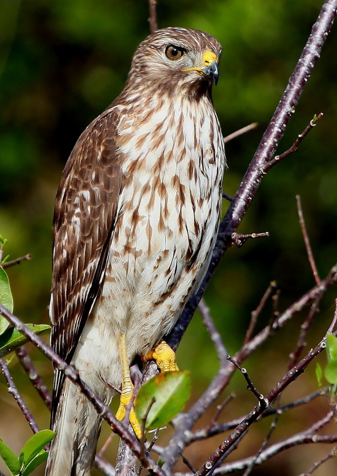 Исландский Кречет