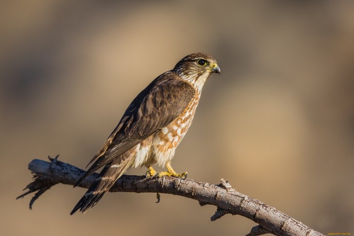 Мухоловка-пеструшка певчая