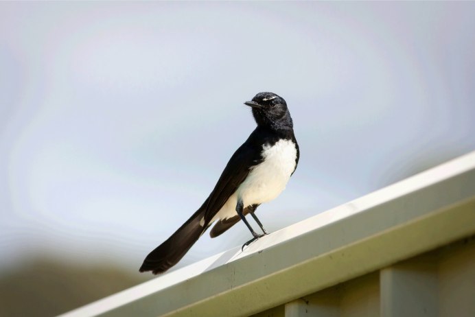 Ястреб Ленинградская область