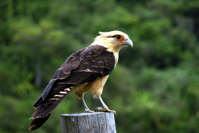 Хищная птица белая с черными крыльями