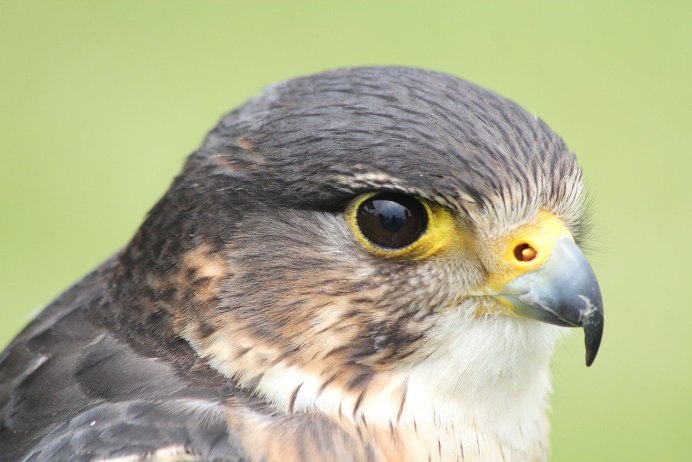 Сойка серая