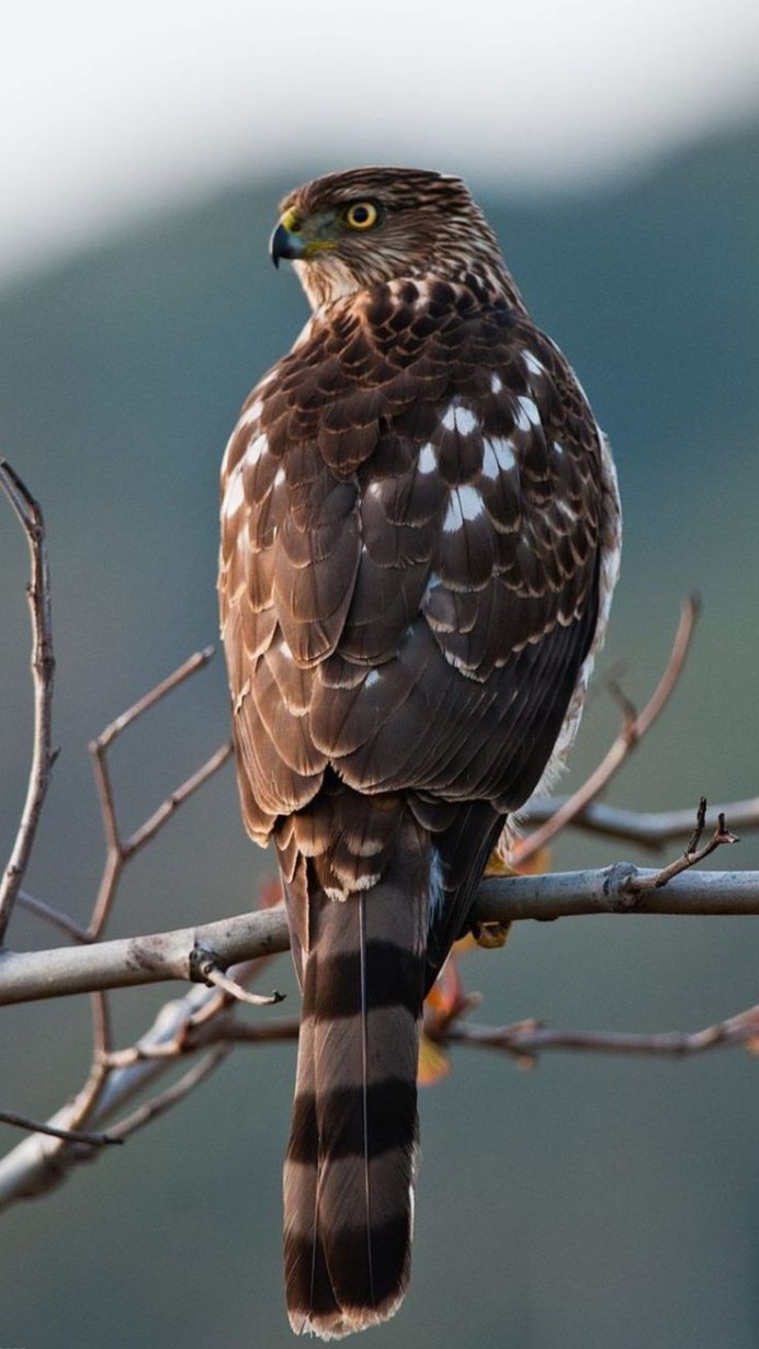 Соколы Ястребы и Орлы Хищные птицы