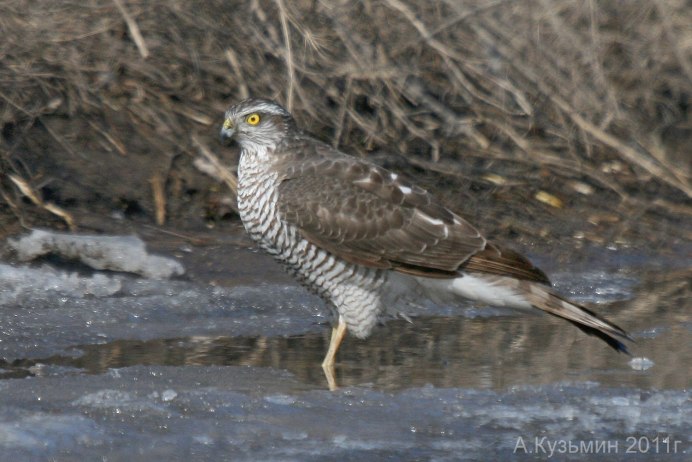 Мексиканский канюк
