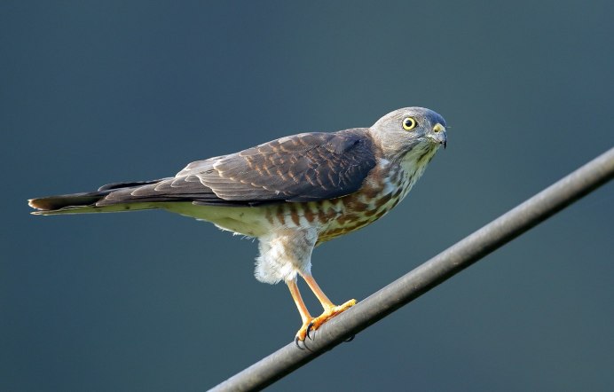 Обыкновенный серый сорокопут