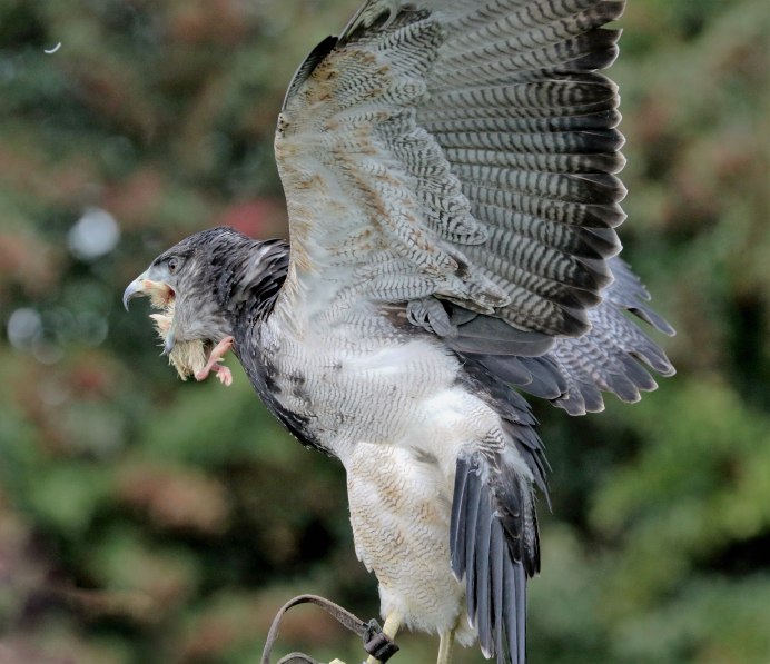 Сероплечий сорокопут