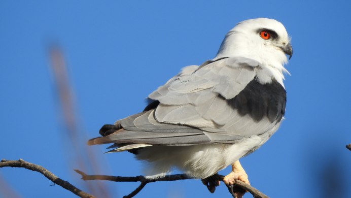 Хищные птицы СПБ И ЛО