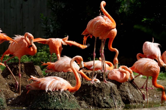 Фламинго птицы гнезда