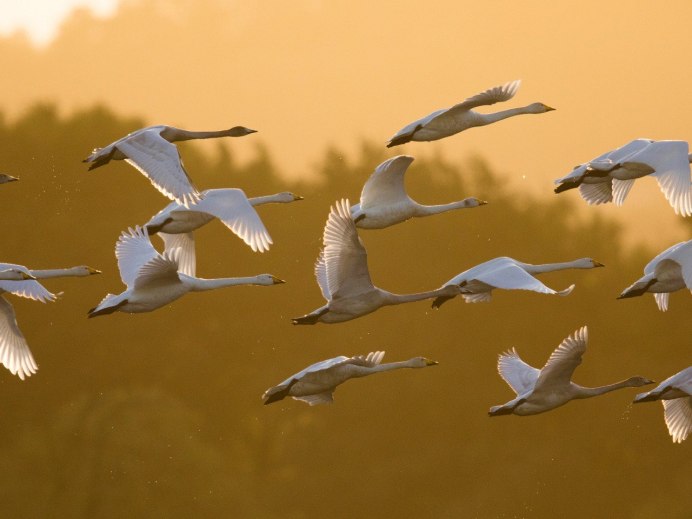 Urban Seagull (130*50)