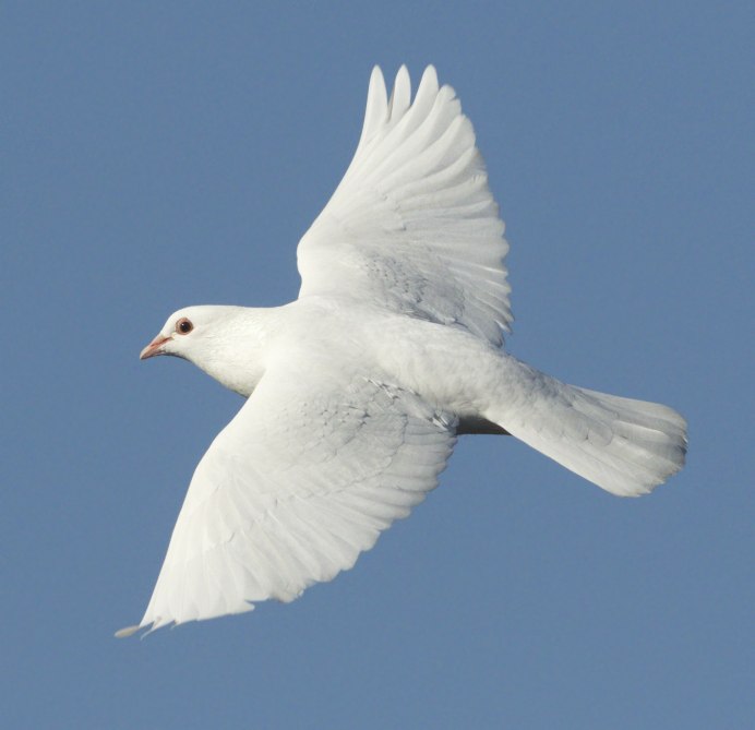 Cattle Egret