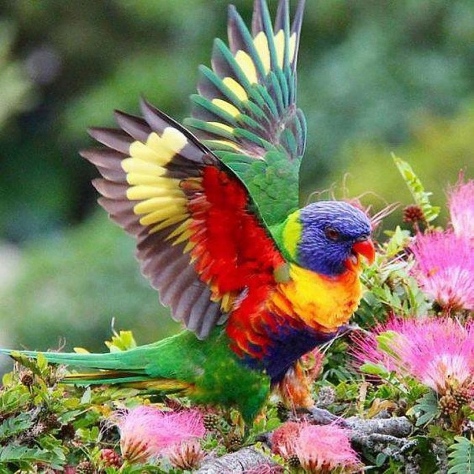 Paradisaea Rudolphi