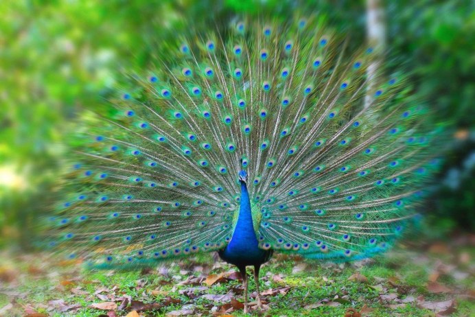 Paradisaea Guilielmi