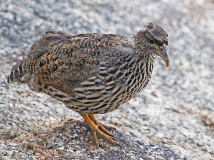 Турач Francolinus Francolinus