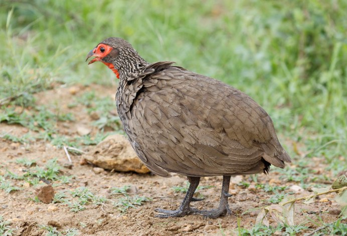 Капский Турач (Francolinus capensis)