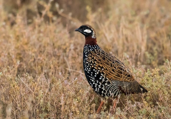 Капский Турач (Francolinus capensis)