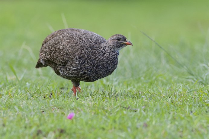 Капский Турач (Francolinus capensis)