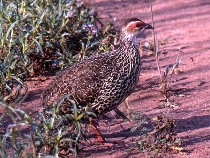 Pternistis rufopictus