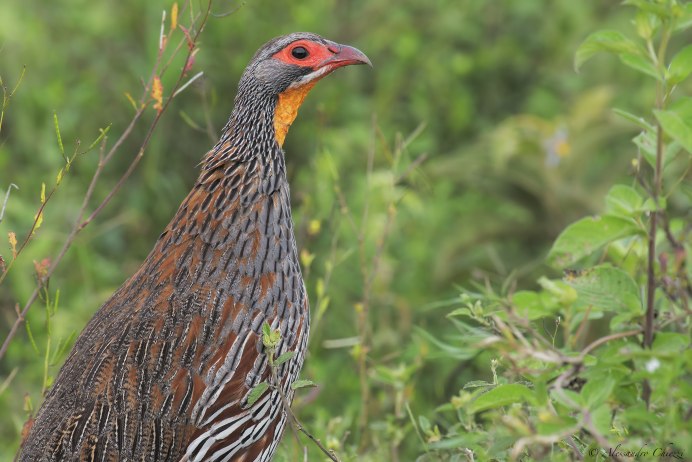 Francolinus rufopictus