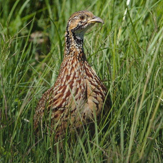 Капский Турач (Francolinus capensis)