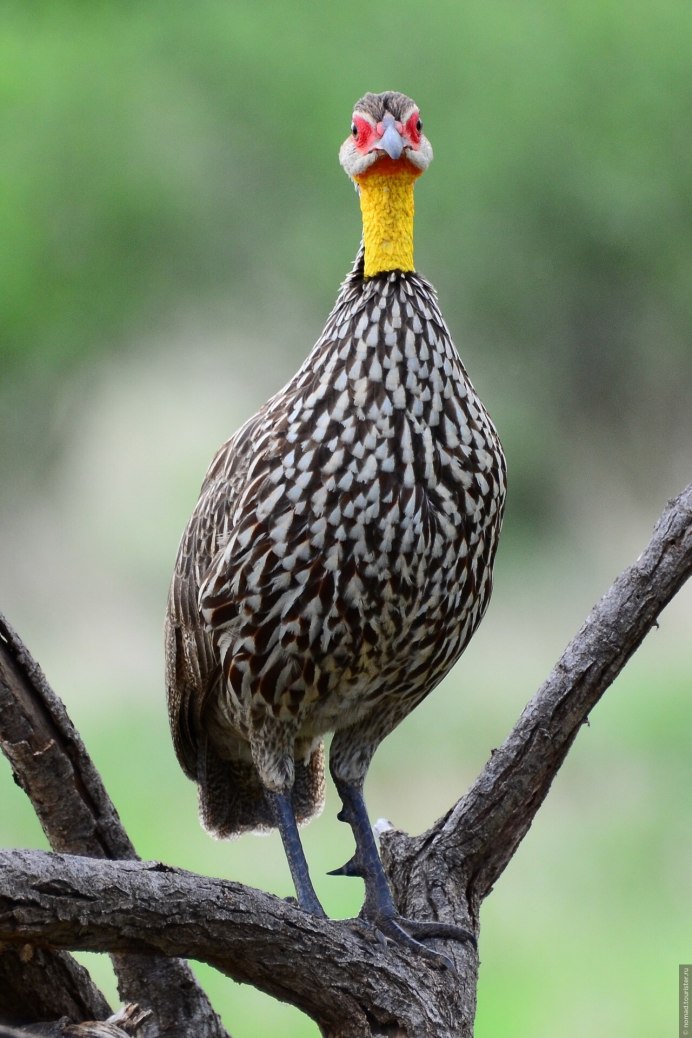 Black Francolinus