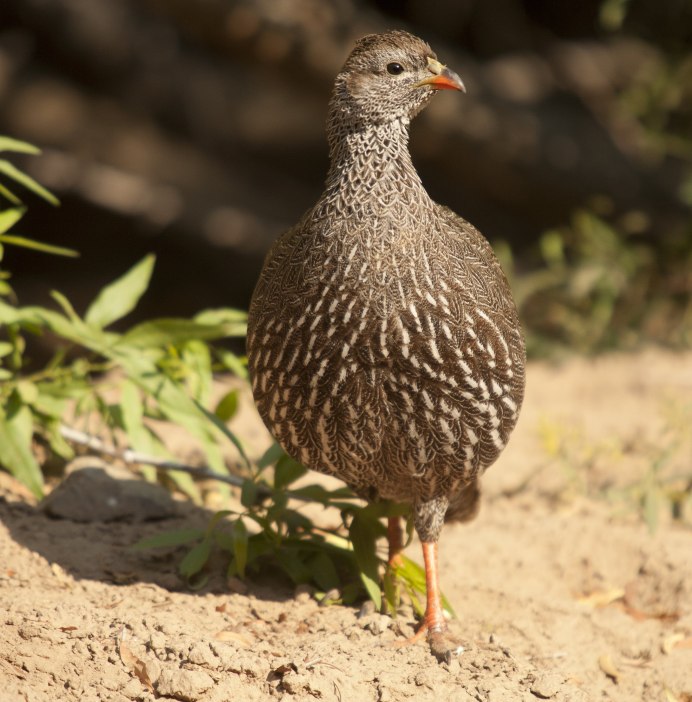 Red-necked Spurfowl