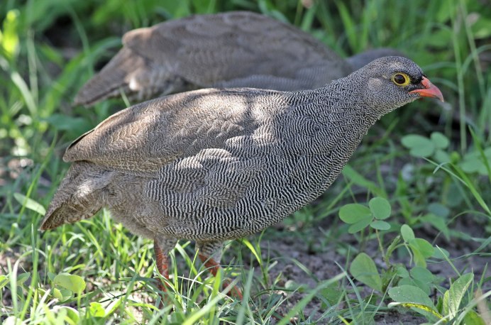 Турач Francolinus Francolinus