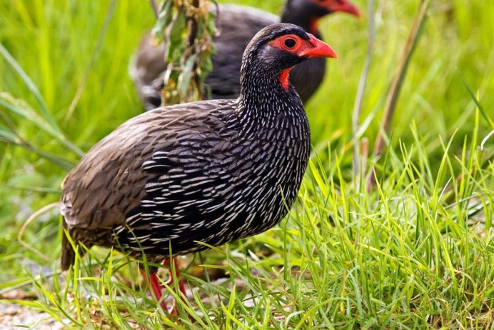 Капский Турач (Francolinus capensis)