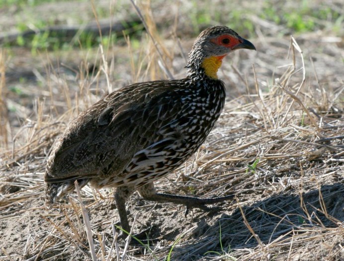 Pternistis adspersus