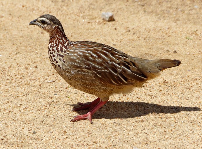 Турач Francolinus Francolinus