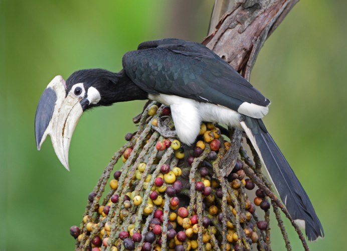 Удод (Hoopoe)