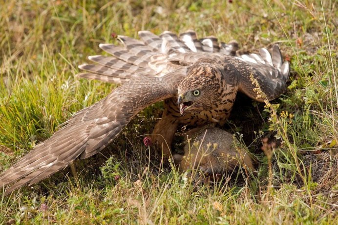 Ястреб - тетеревятник (Accipiter gentilis)