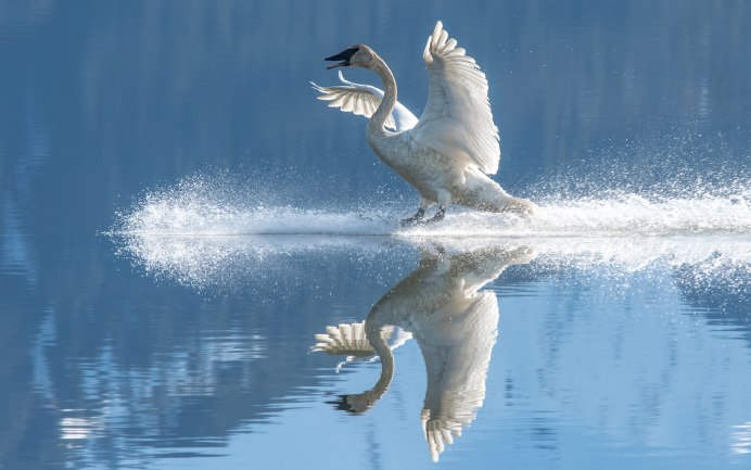 Лебедь взлетает с воды