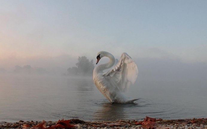 Лебедь на воде