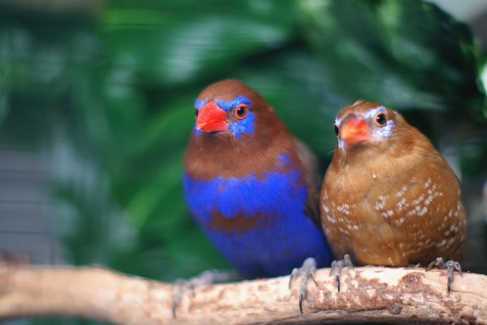 Жемчужные астрильды