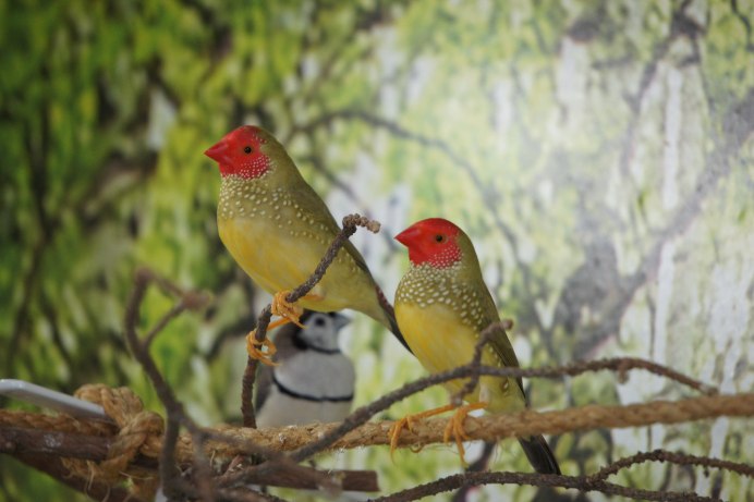 Бриллиантовая амадина